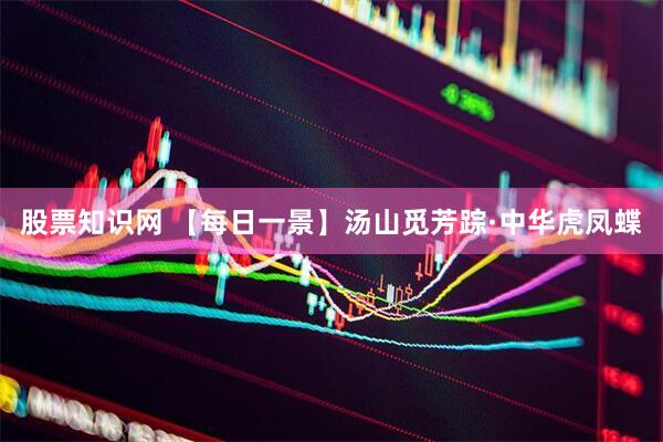 股票知识网 【每日一景】汤山觅芳踪·中华虎凤蝶